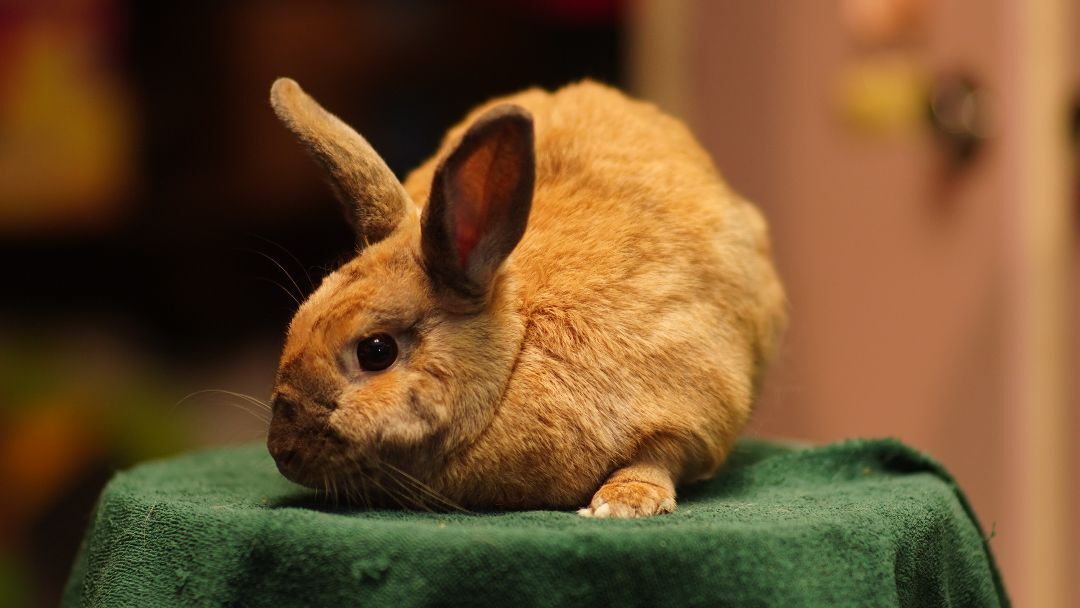 Rusty, a Adoptable Harlequin in Vancouver, BC image 1/3
