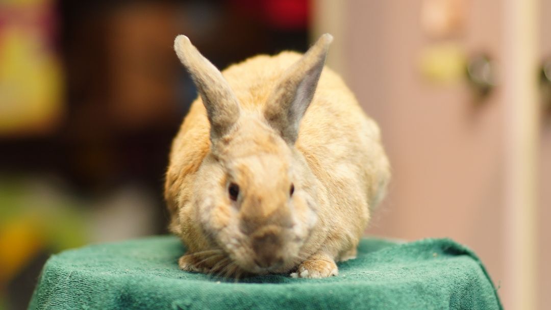 Rusty, a Adoptable Harlequin in Vancouver, BC image 2/3