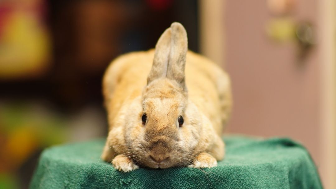 Rusty, a Adoptable Harlequin in Vancouver, BC image 3/3