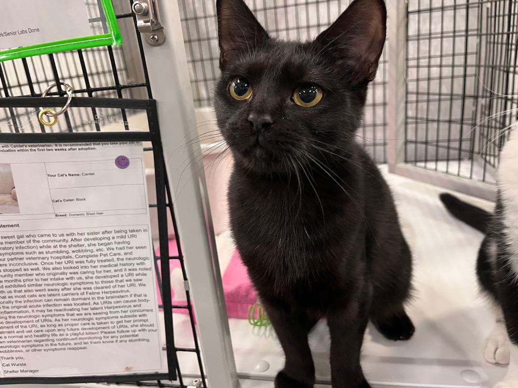 Camlet, Adoptable, Young Female Domestic Short Hair.