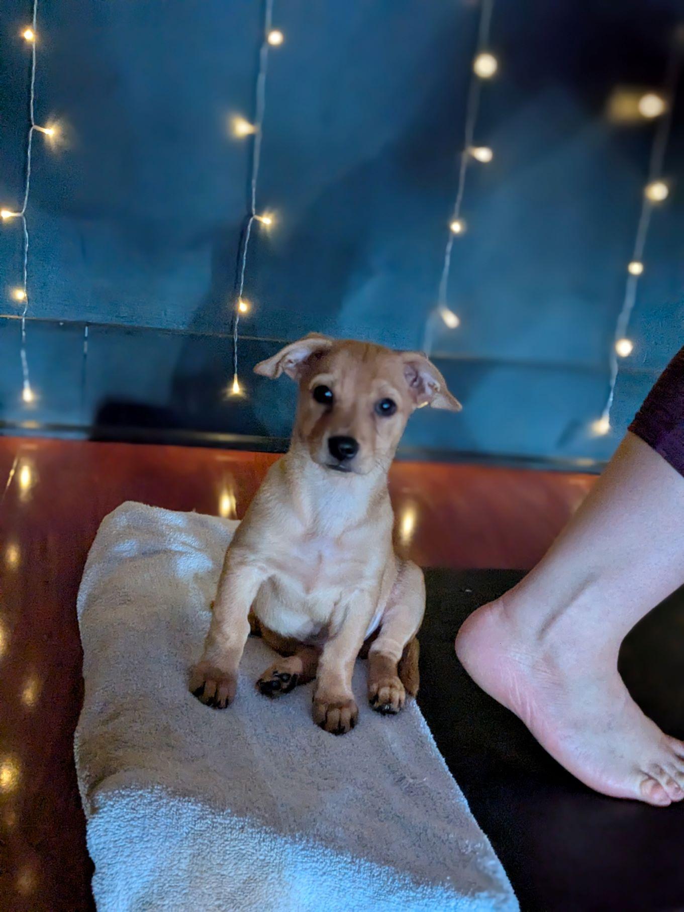 Pumpkin, a Adoptable mixed breed in Austin, TX image 4/5