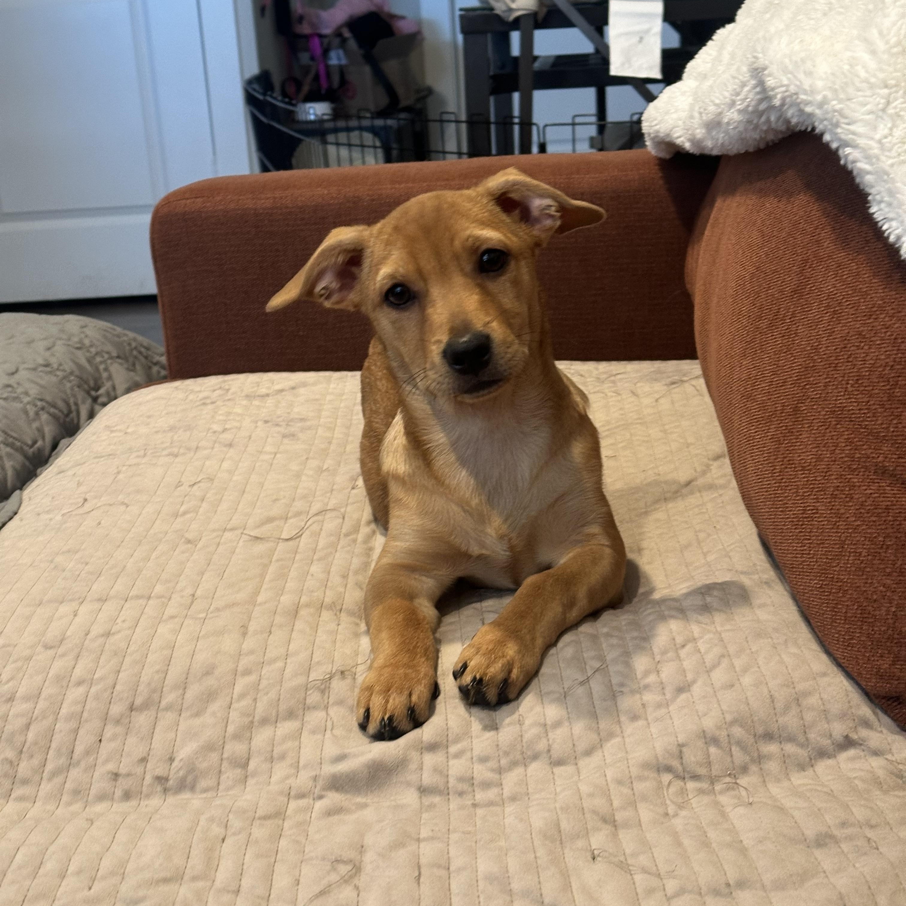 Pumpkin, Adoptable, Young Male Dachshund (Miniature Long Haired) & Chihuahua.