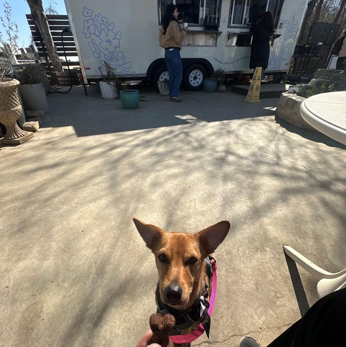 Enlarge Pumpkin, an adoptable mixed breed in Austin, TX image 5/6