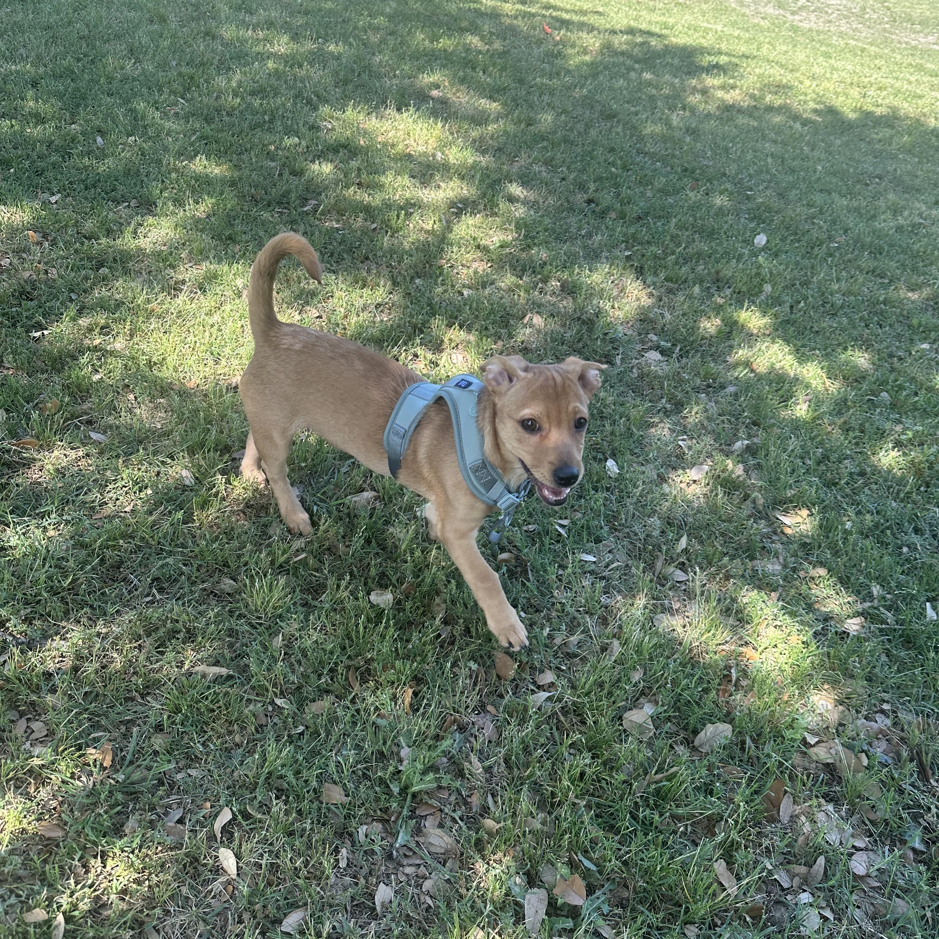 Pumpkin, a Adoptable mixed breed in Austin, TX image 2/5