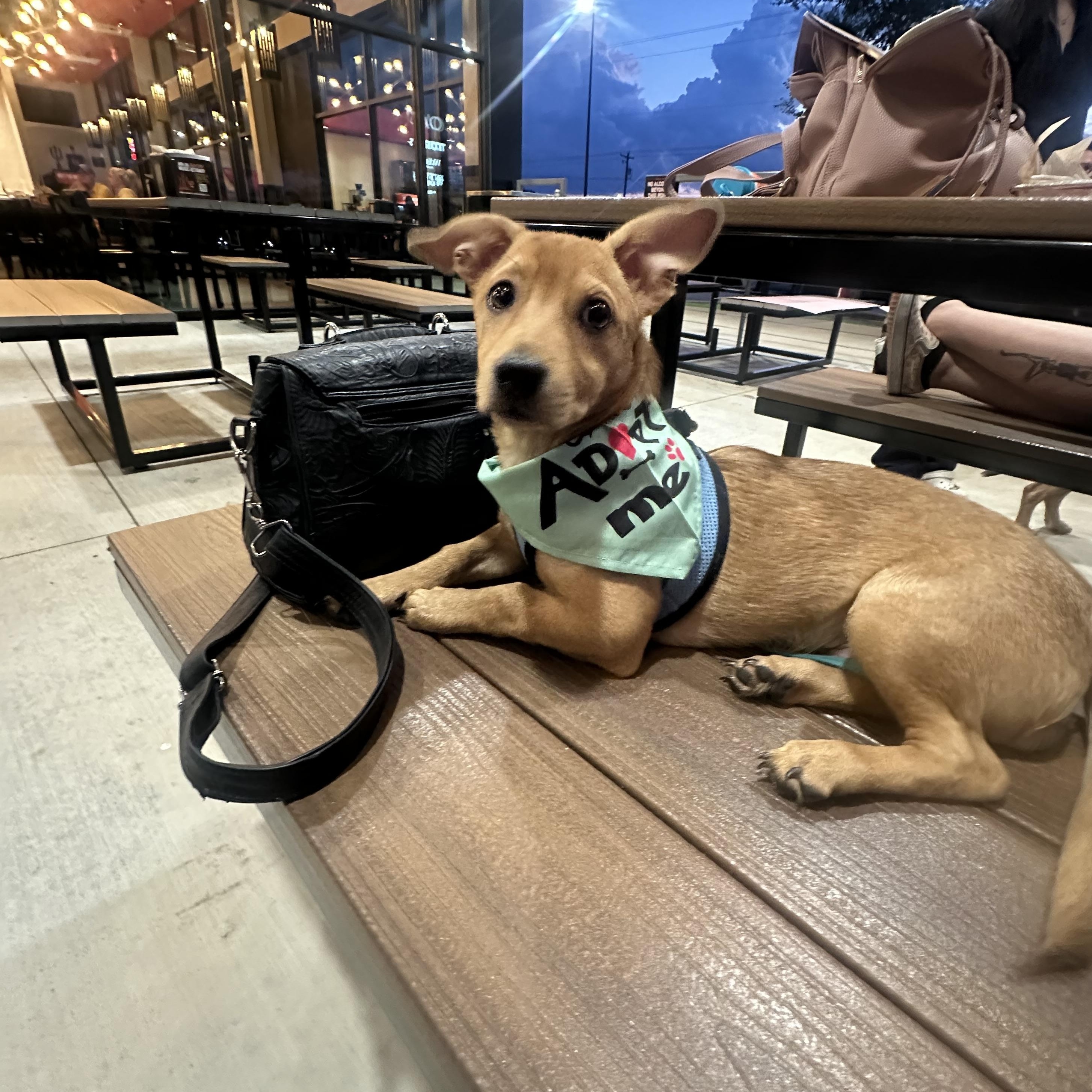 Pumpkin, a Adoptable mixed breed in Austin, TX image 5/5