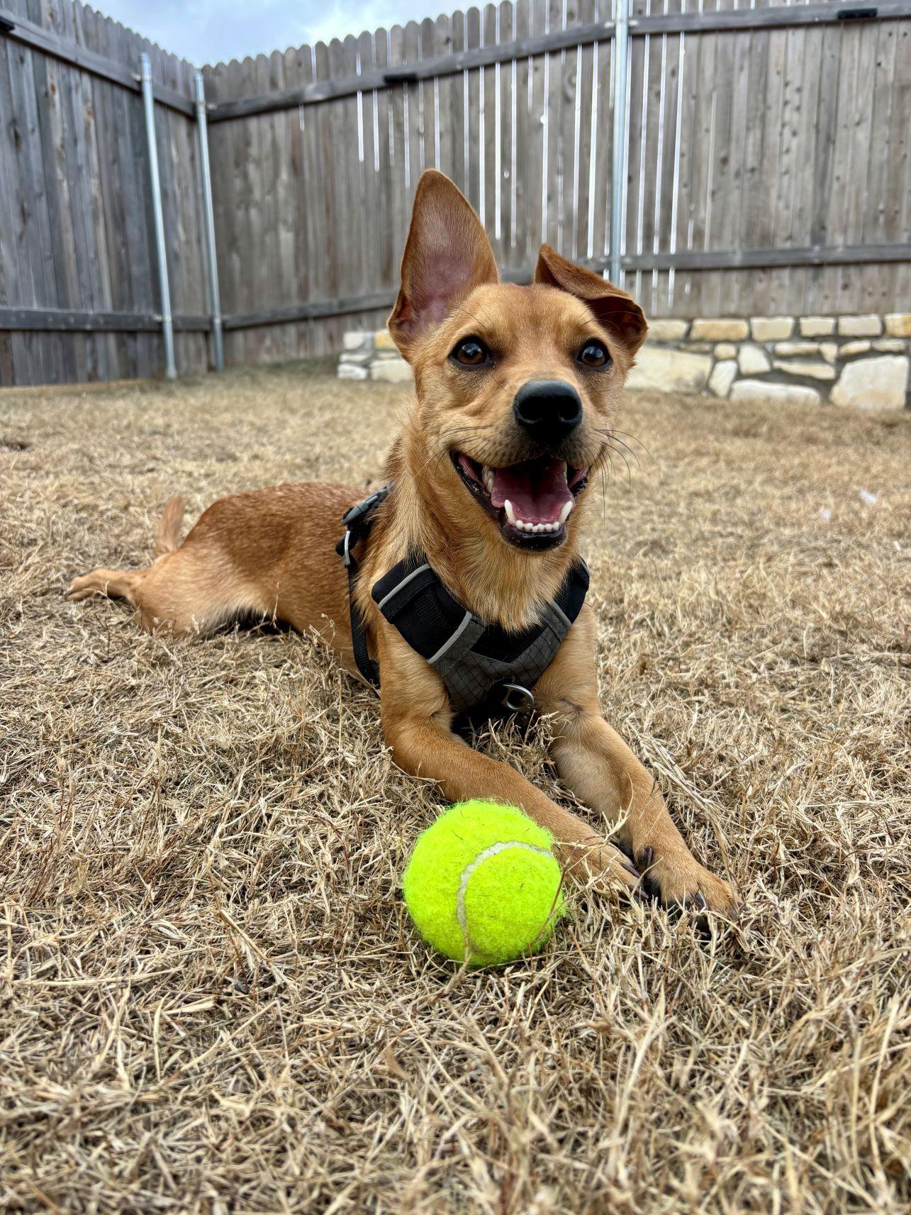 Enlarge Pumpkin, an adoptable mixed breed in Austin, TX image 2/6