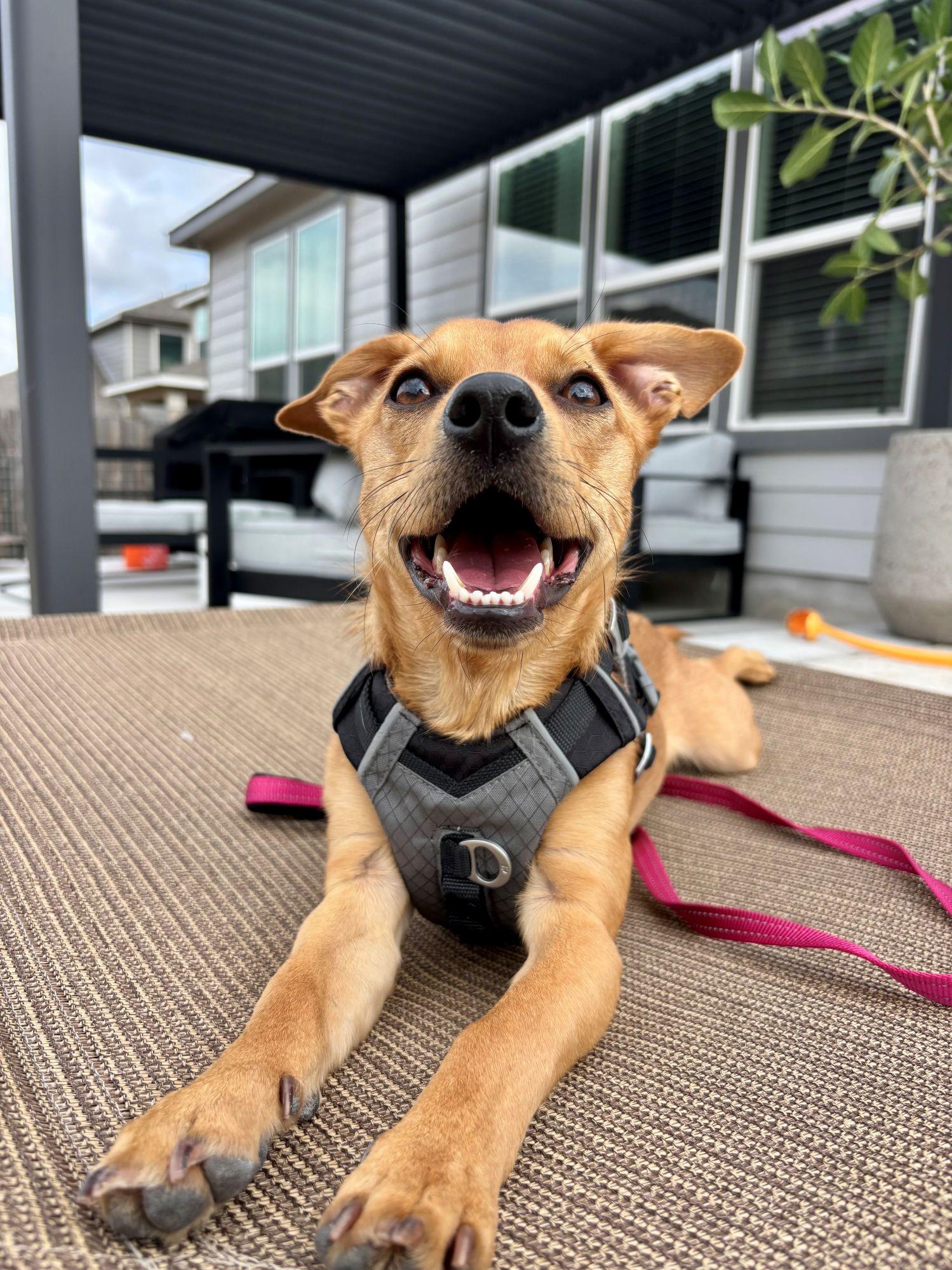 Enlarge Pumpkin, an adoptable mixed breed in Austin, TX image 1/6