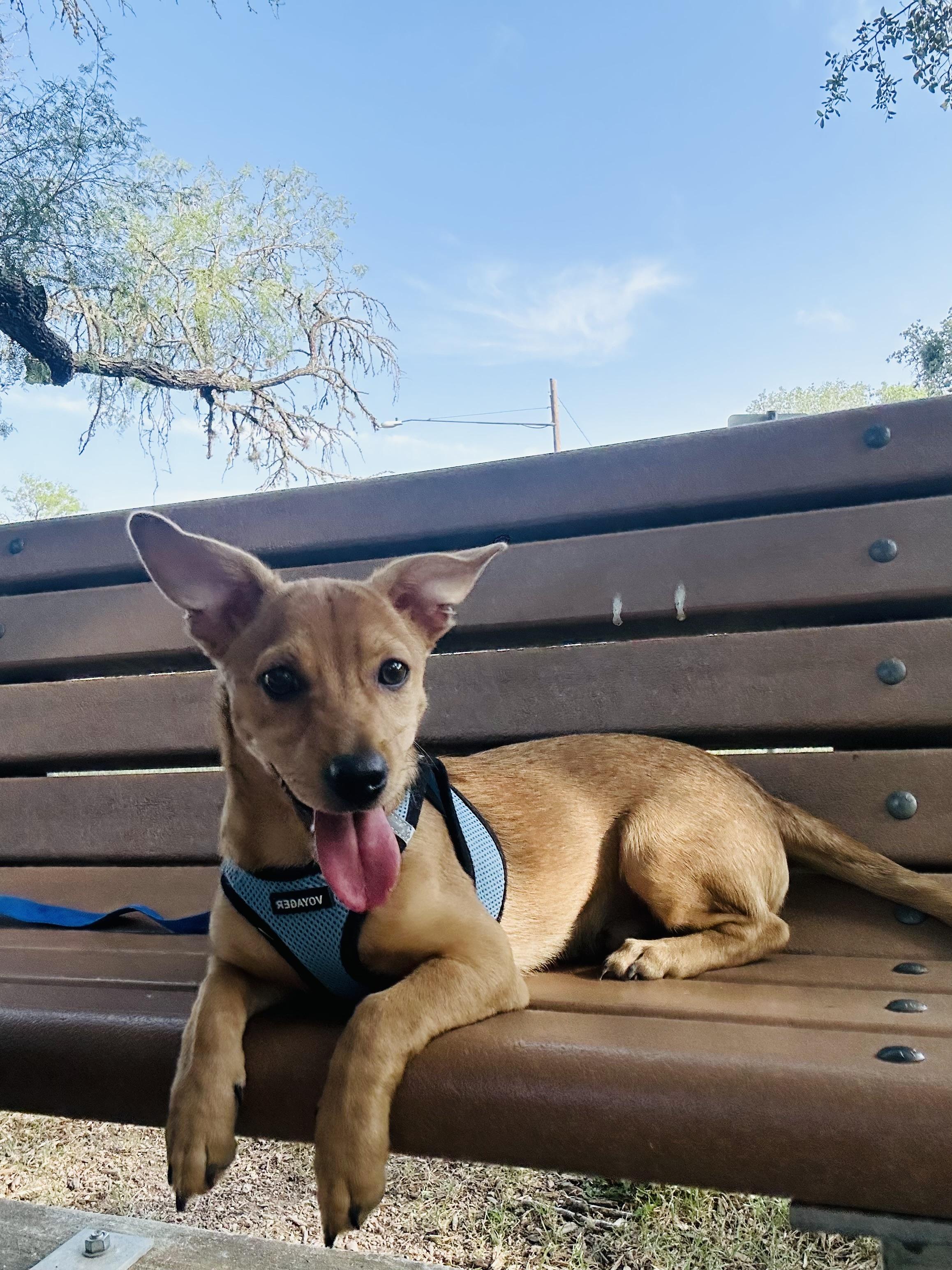 Pumpkin, a Adoptable mixed breed in Austin, TX image 3/5