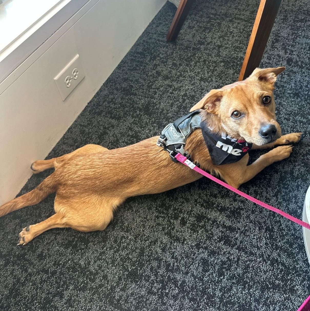 Enlarge Pumpkin, an adoptable mixed breed in Austin, TX image 3/6