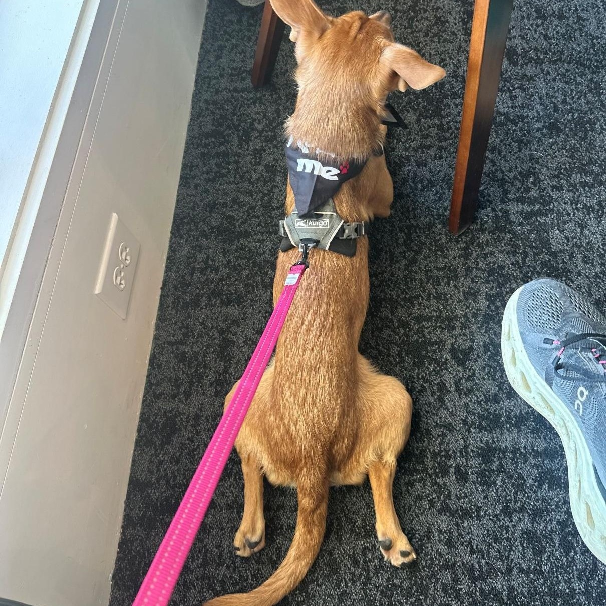 Enlarge Pumpkin, an adoptable mixed breed in Austin, TX image 4/6