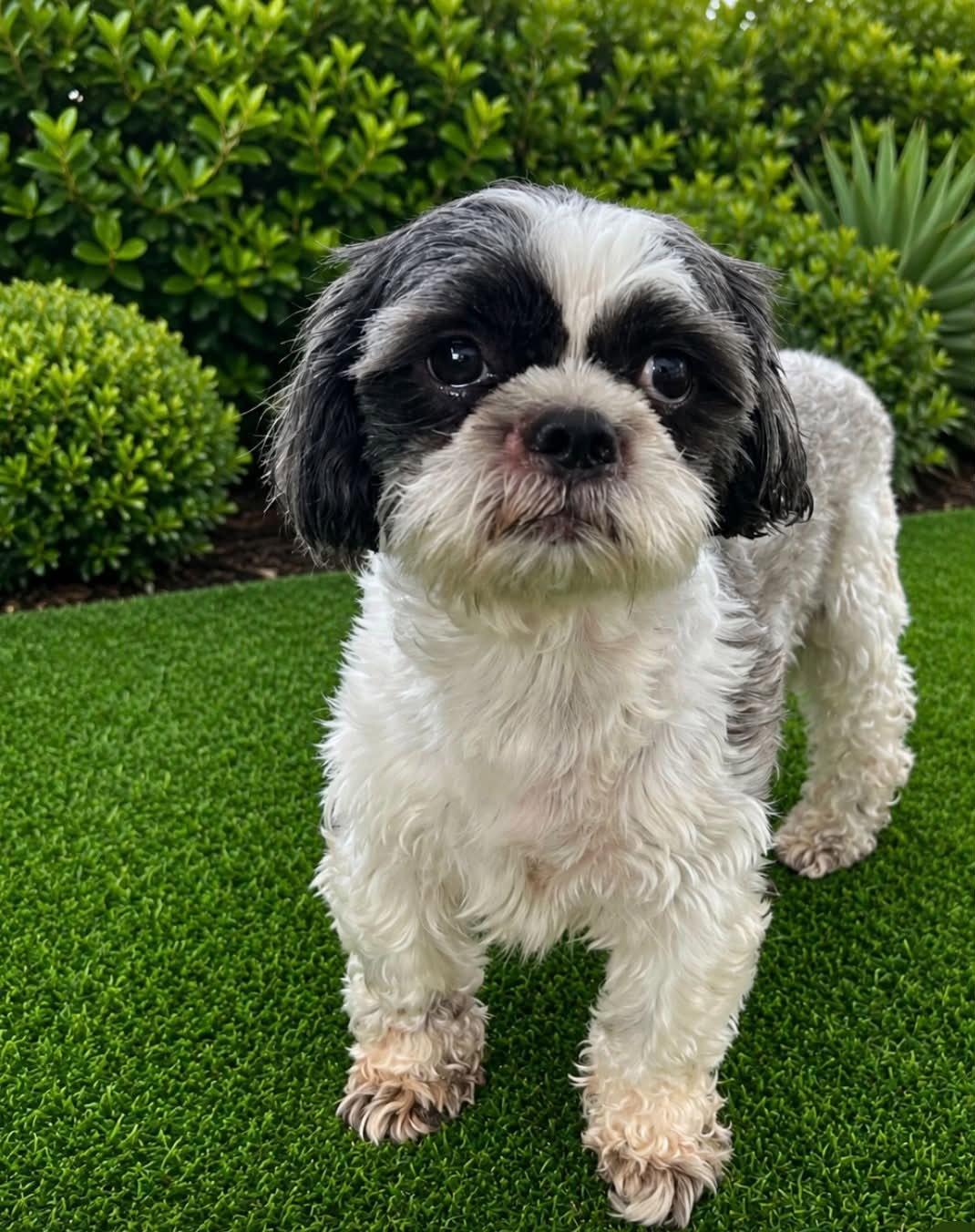 Enlarge Sugar and Johnny, a Adoptable Shih Tzu in Seattle, WA image 1/3