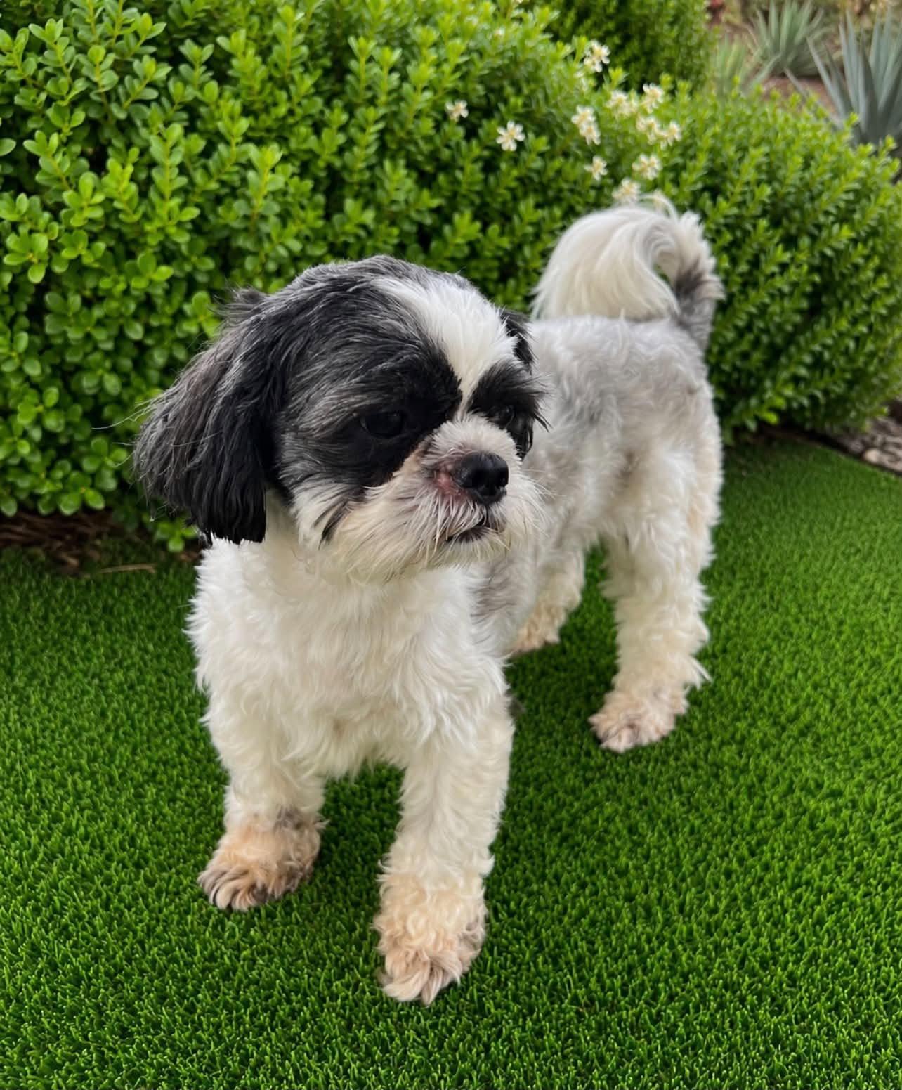 Enlarge Sugar and Johnny, a Adoptable Shih Tzu in Seattle, WA image 2/3