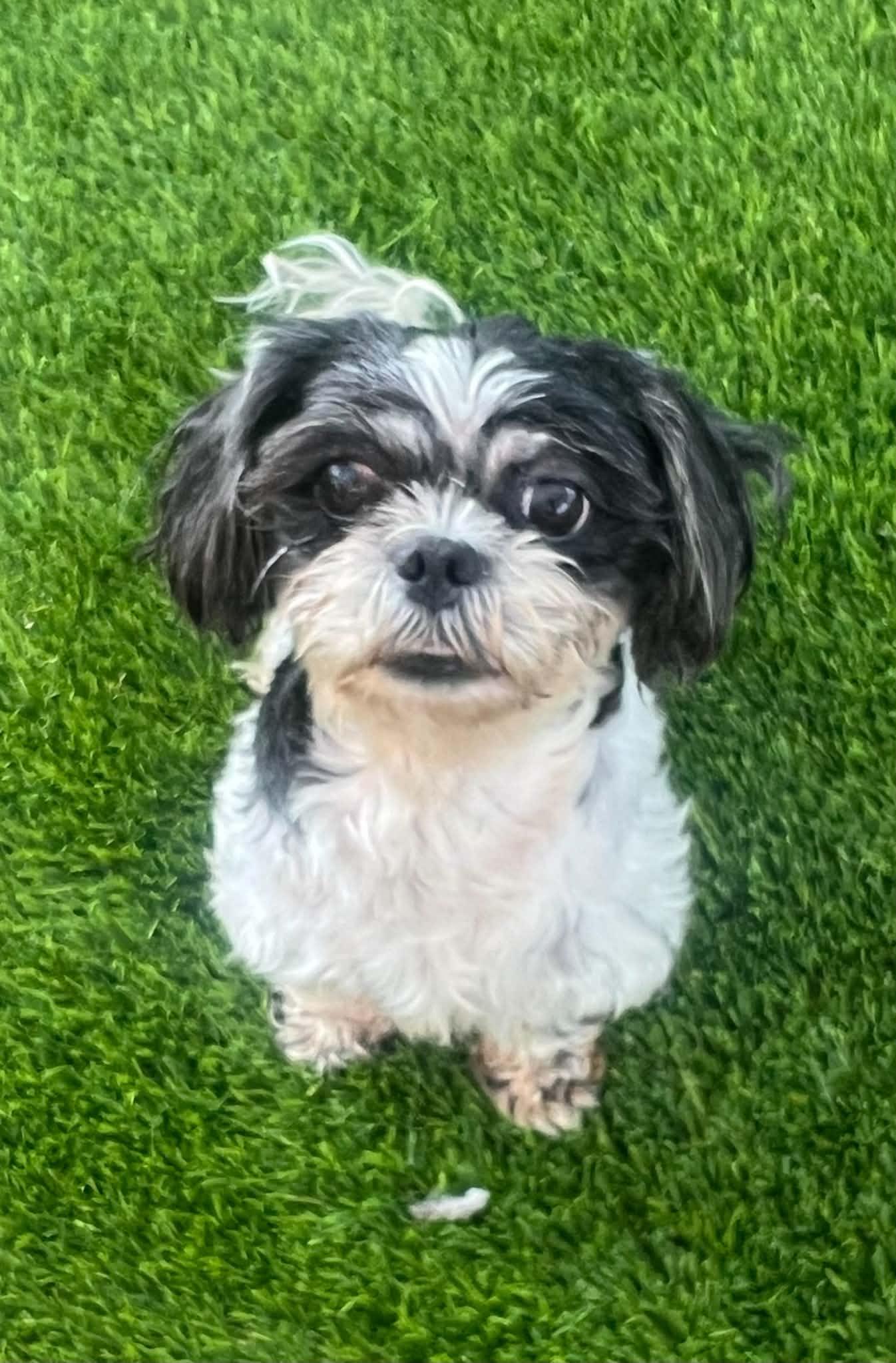 Enlarge Sugar and Johnny, a Adoptable Shih Tzu in Seattle, WA image 3/3