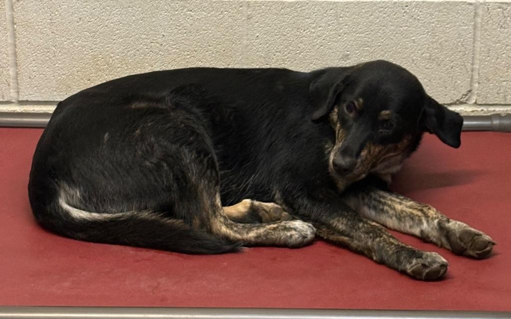 Enlarge Paulie, a Adoptable mixed breed in Lockhart, TX image 1/3