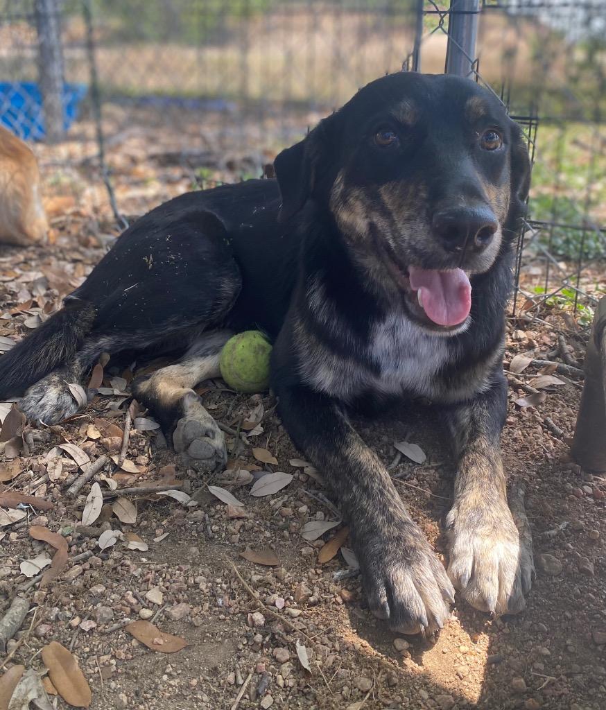 Enlarge Paulie, a Adoptable mixed breed in Lockhart, TX image 2/3