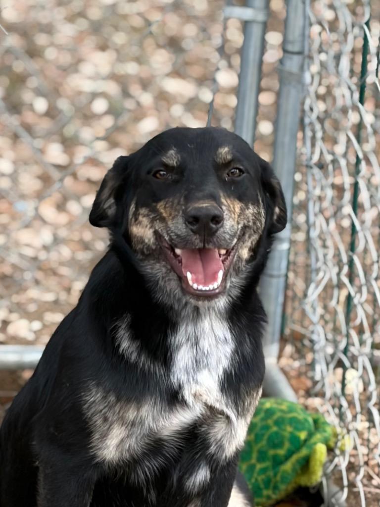 Enlarge Paulie, a Adoptable mixed breed in Lockhart, TX image 3/3