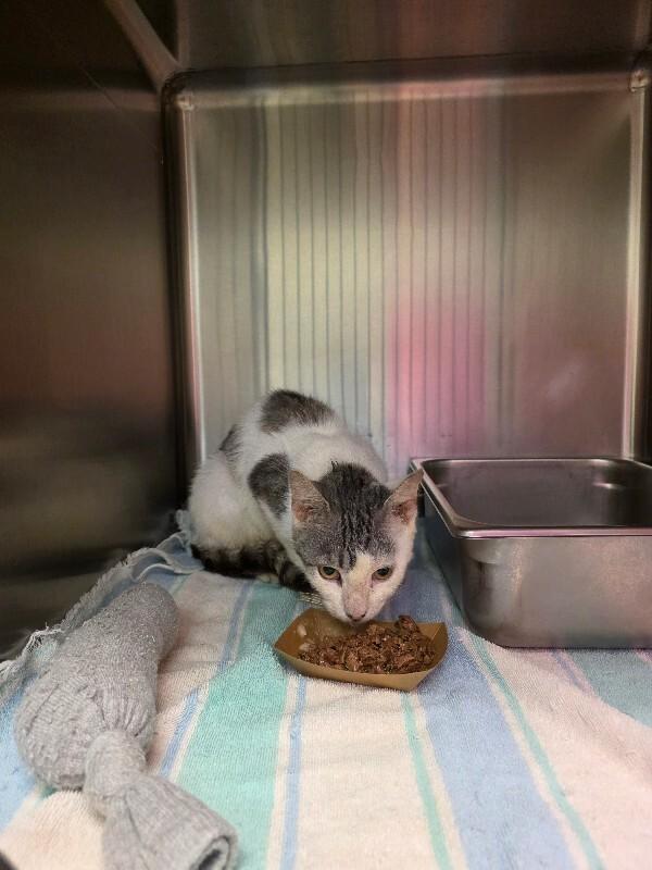 Enlarge Helena, a Adoptable Domestic Medium Hair in Disputanta, VA image 1/2