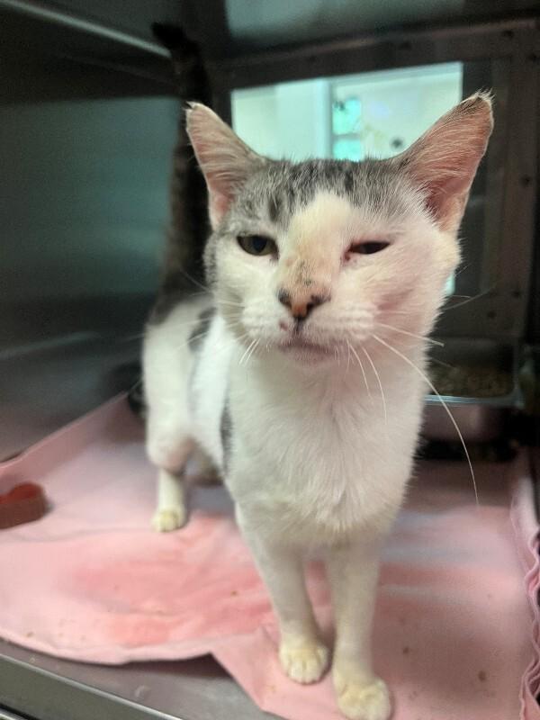 Enlarge Helena, a Adoptable Domestic Medium Hair in Disputanta, VA image 2/2