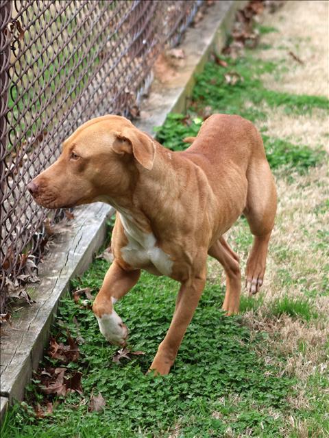 WILLOW, Adoptable, Adult Female Pit Bull Terrier & Mixed Breed.