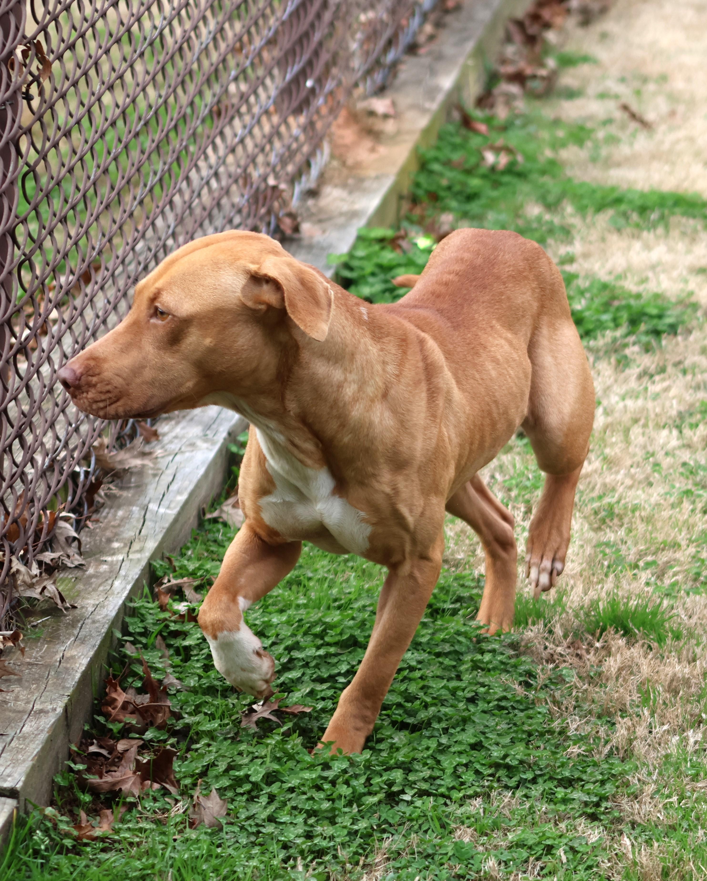 MILLEY, Adoptable, Adult Female Pit Bull Terrier & Mixed Breed.