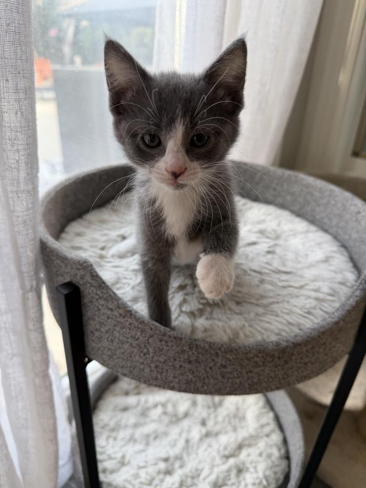 Pearl, Adoptable, Kitten Female Domestic Long Hair.