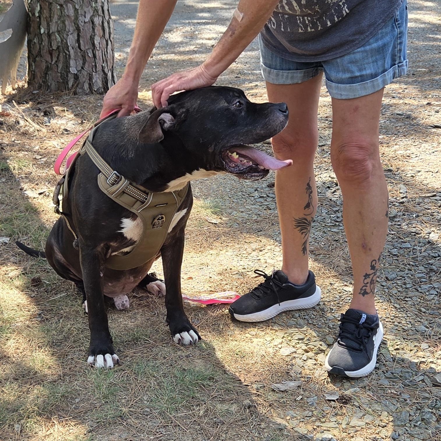 Enlarge GATOR, a ADOPTABLE mixed breed in Chicopee, MA image 4/5