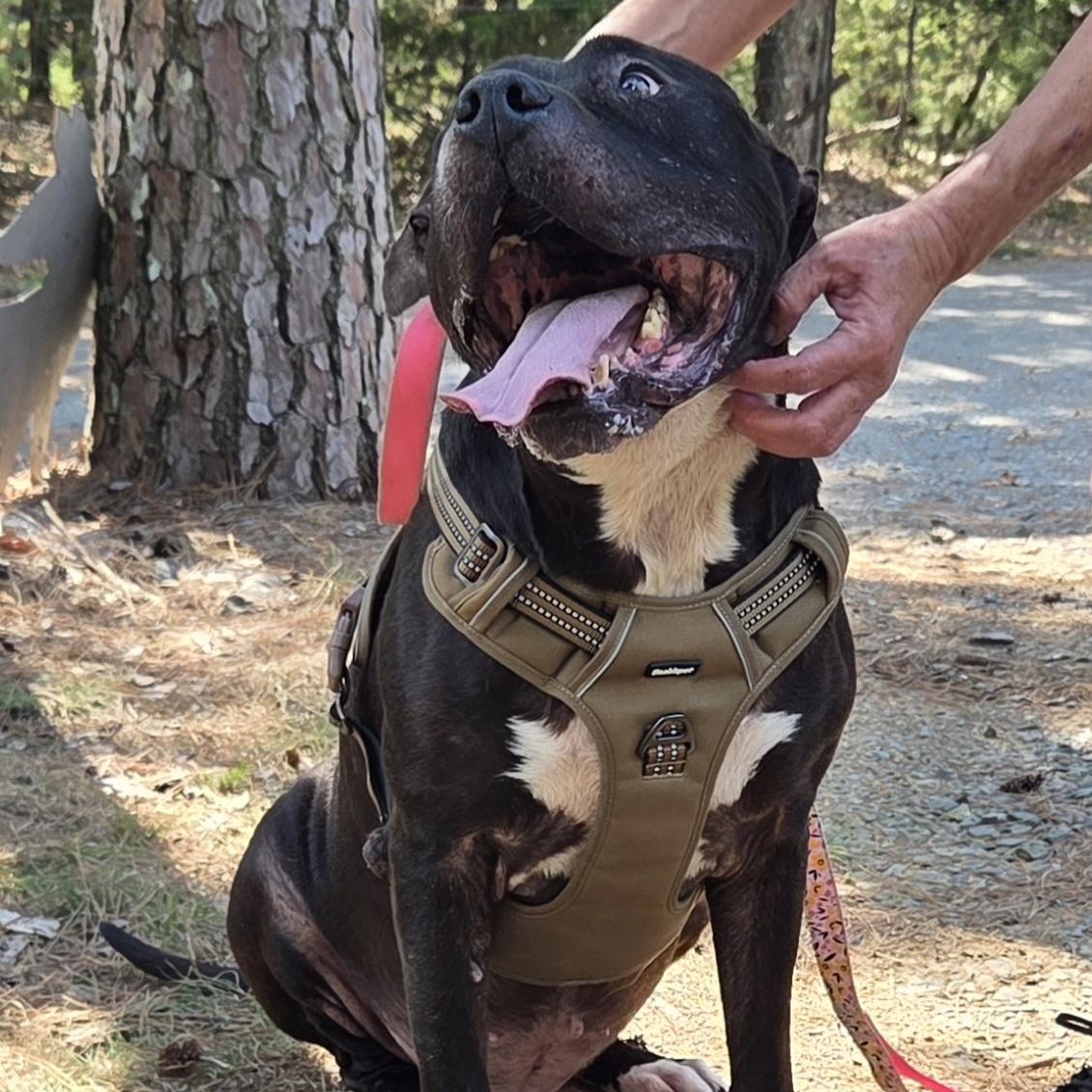 Enlarge GATOR, a ADOPTABLE mixed breed in Chicopee, MA image 3/5