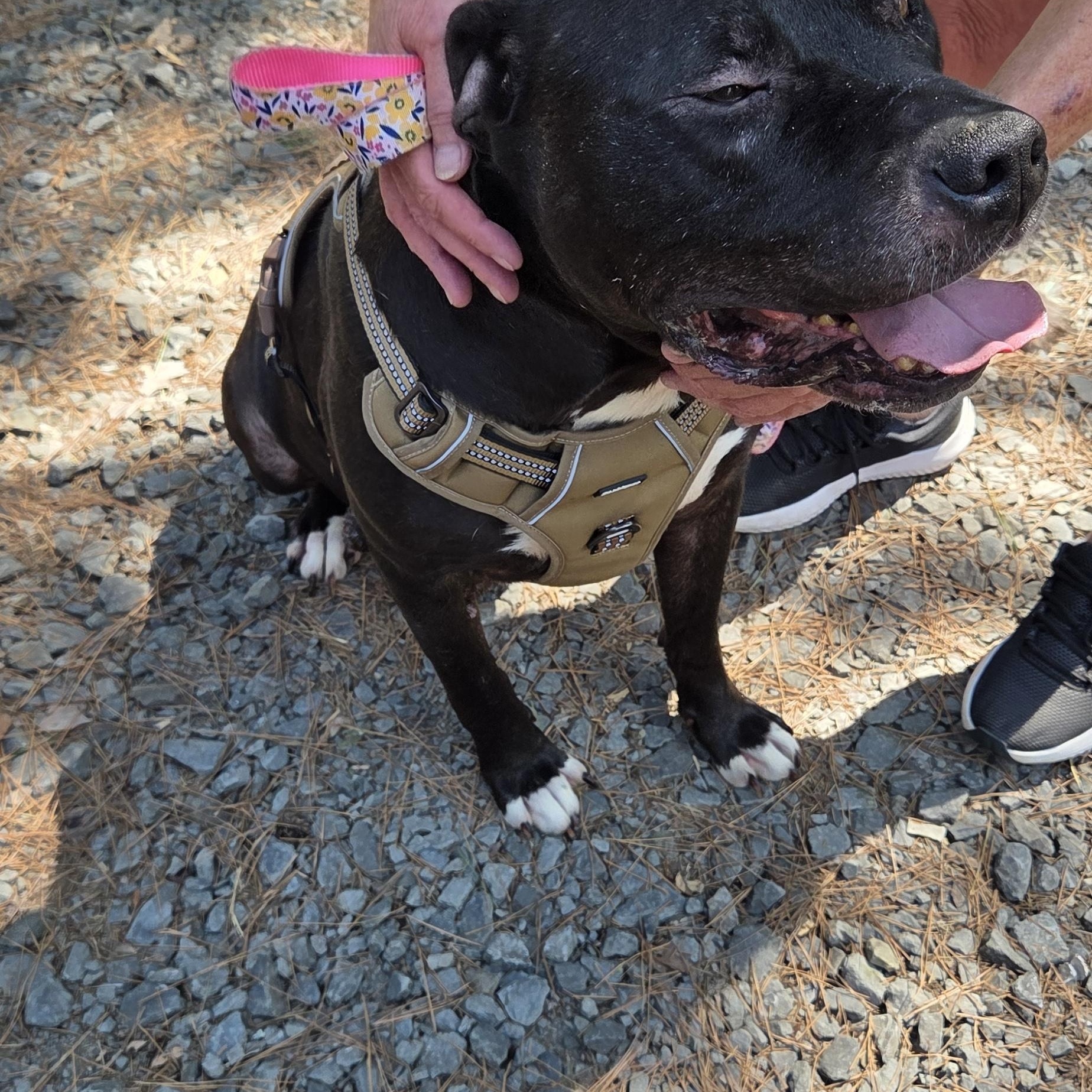 Enlarge GATOR, a ADOPTABLE mixed breed in Chicopee, MA image 5/5