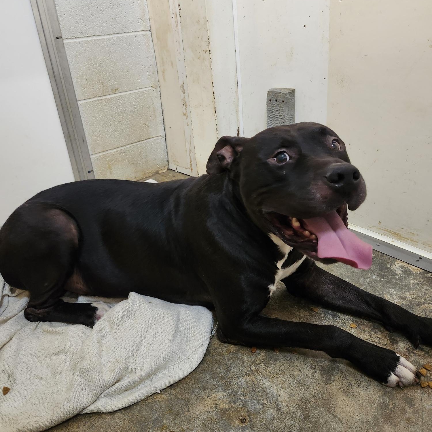 GATOR, ADOPTABLE, Adult Male Mastiff.