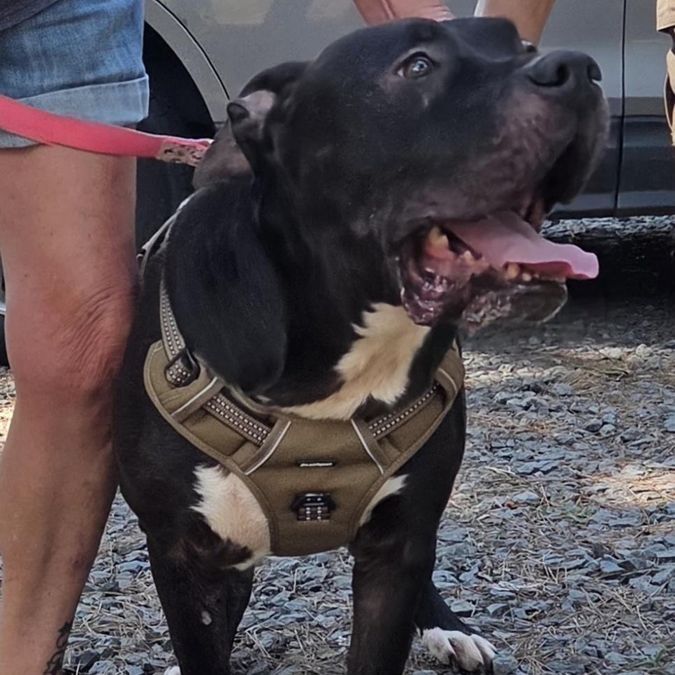 Enlarge GATOR, a ADOPTABLE mixed breed in Chicopee, MA image 1/5