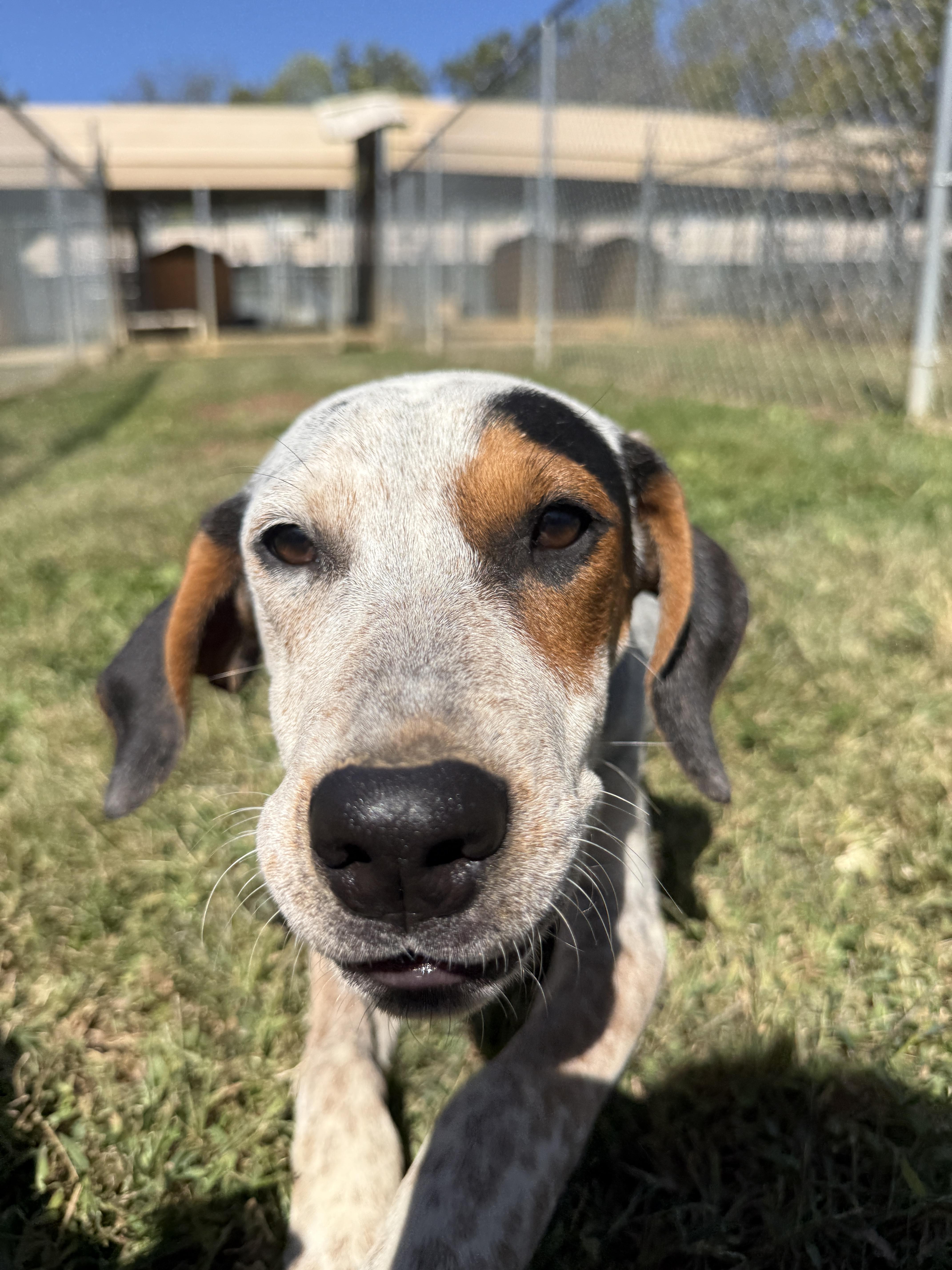 Scout