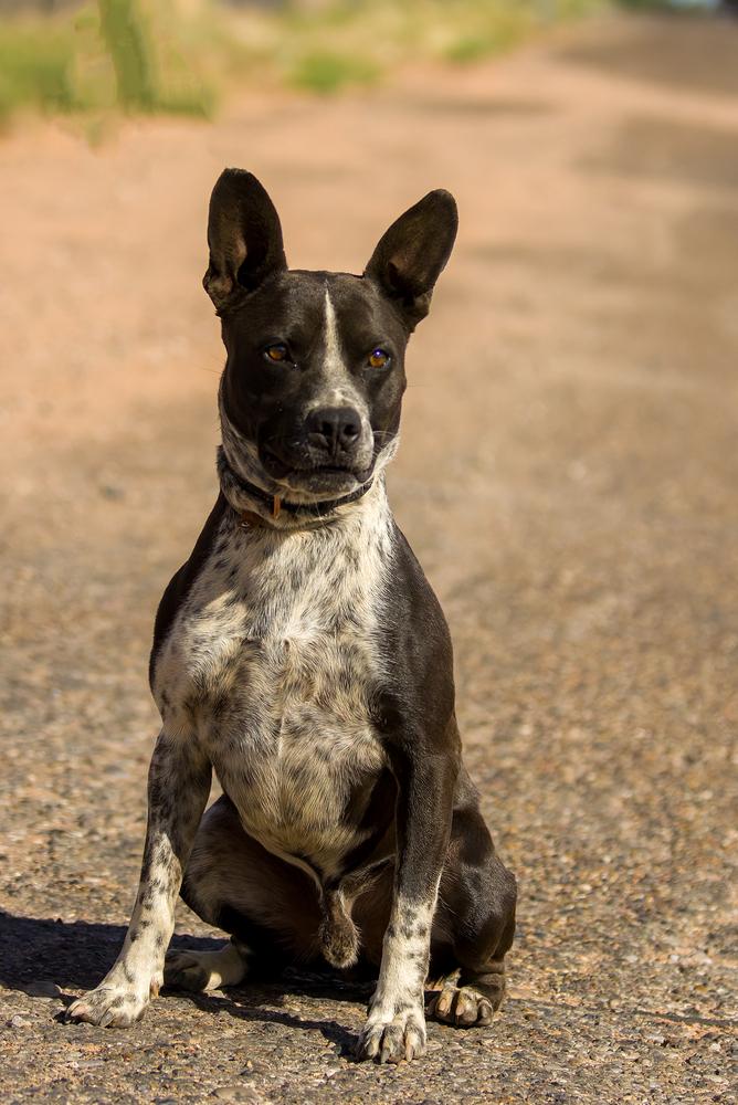 Roni, Adoptable, Adult Male Cattle Dog.