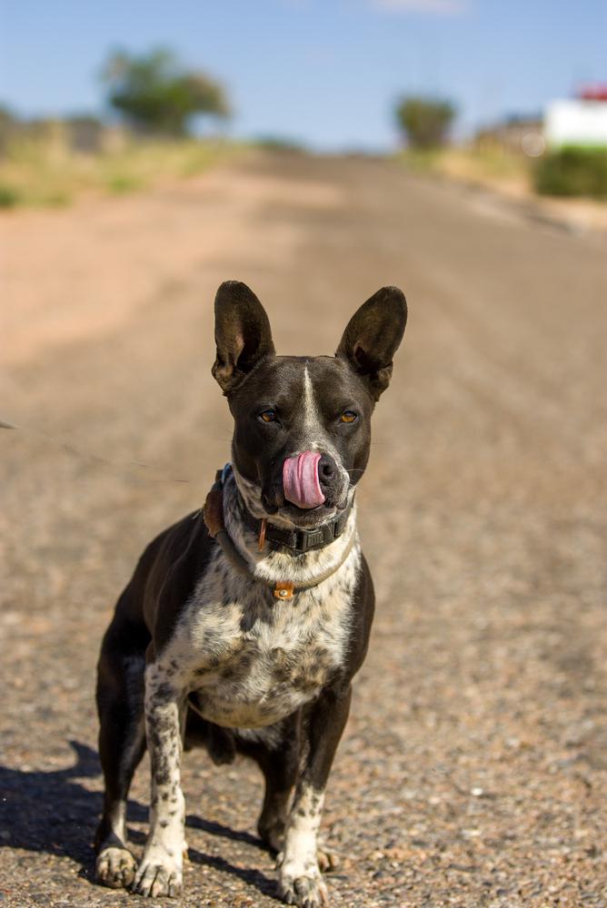 Enlarge Roni, a Adoptable Cattle Dog in Page, AZ image 2/5