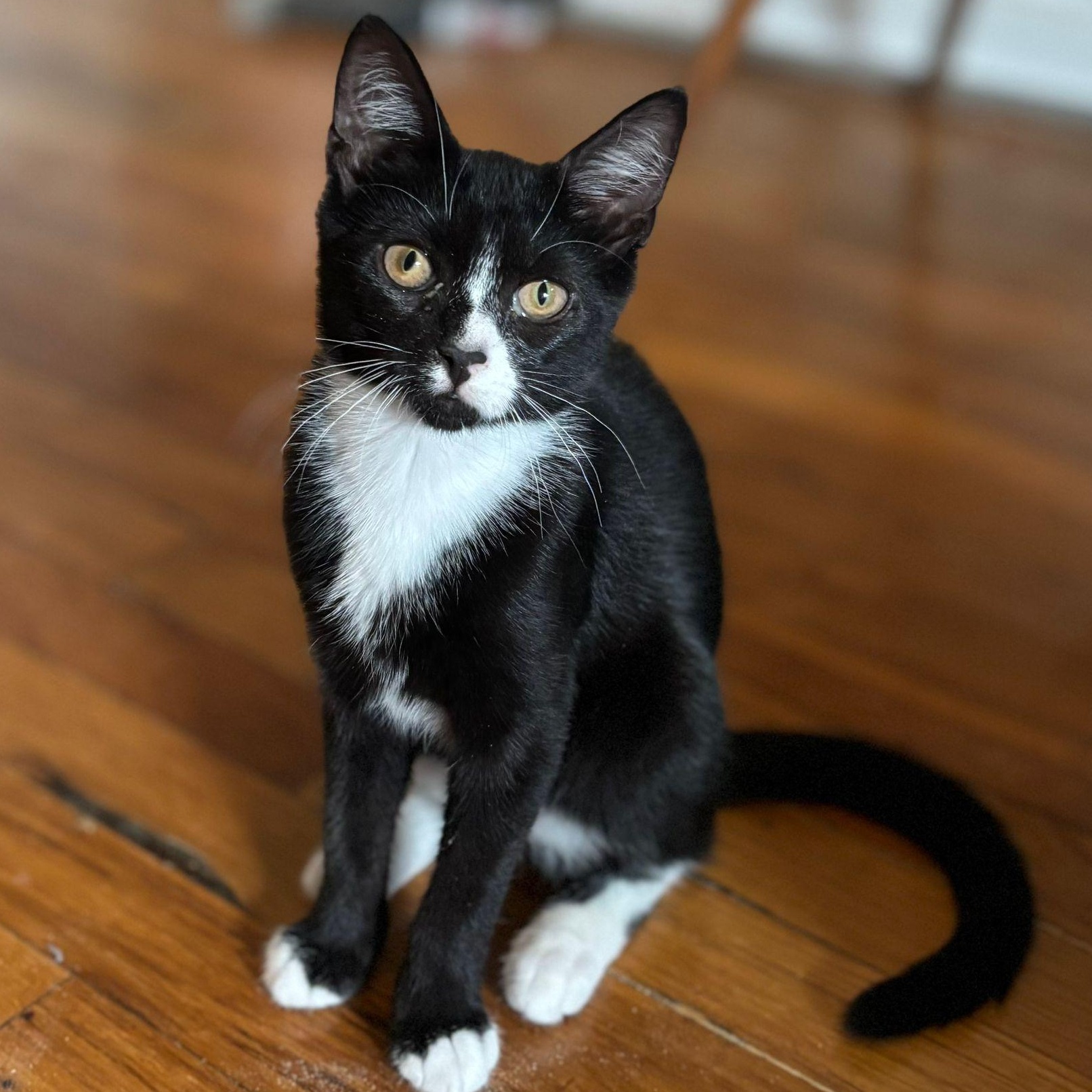 Harriet 2
