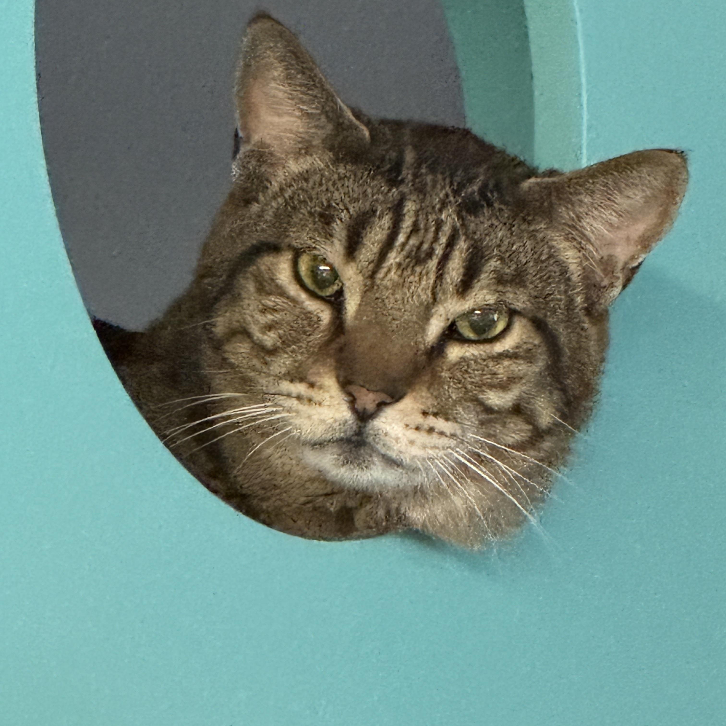 Leon , adoptable, Senior Male Tabby.