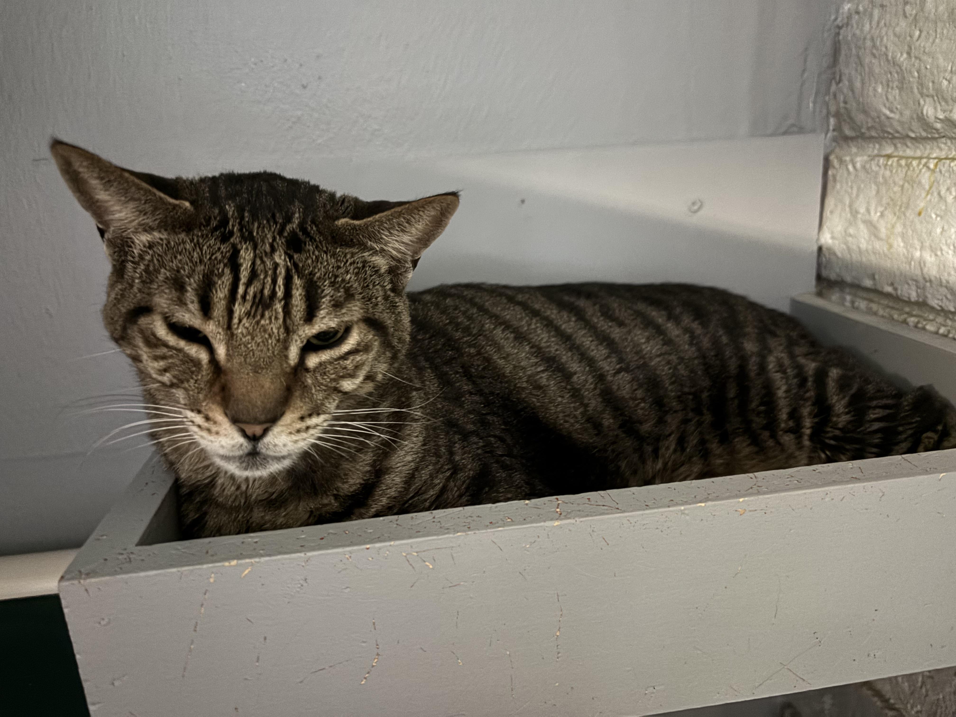Enlarge Leon , an adoptable Tabby in Phoenix, AZ image 4/4