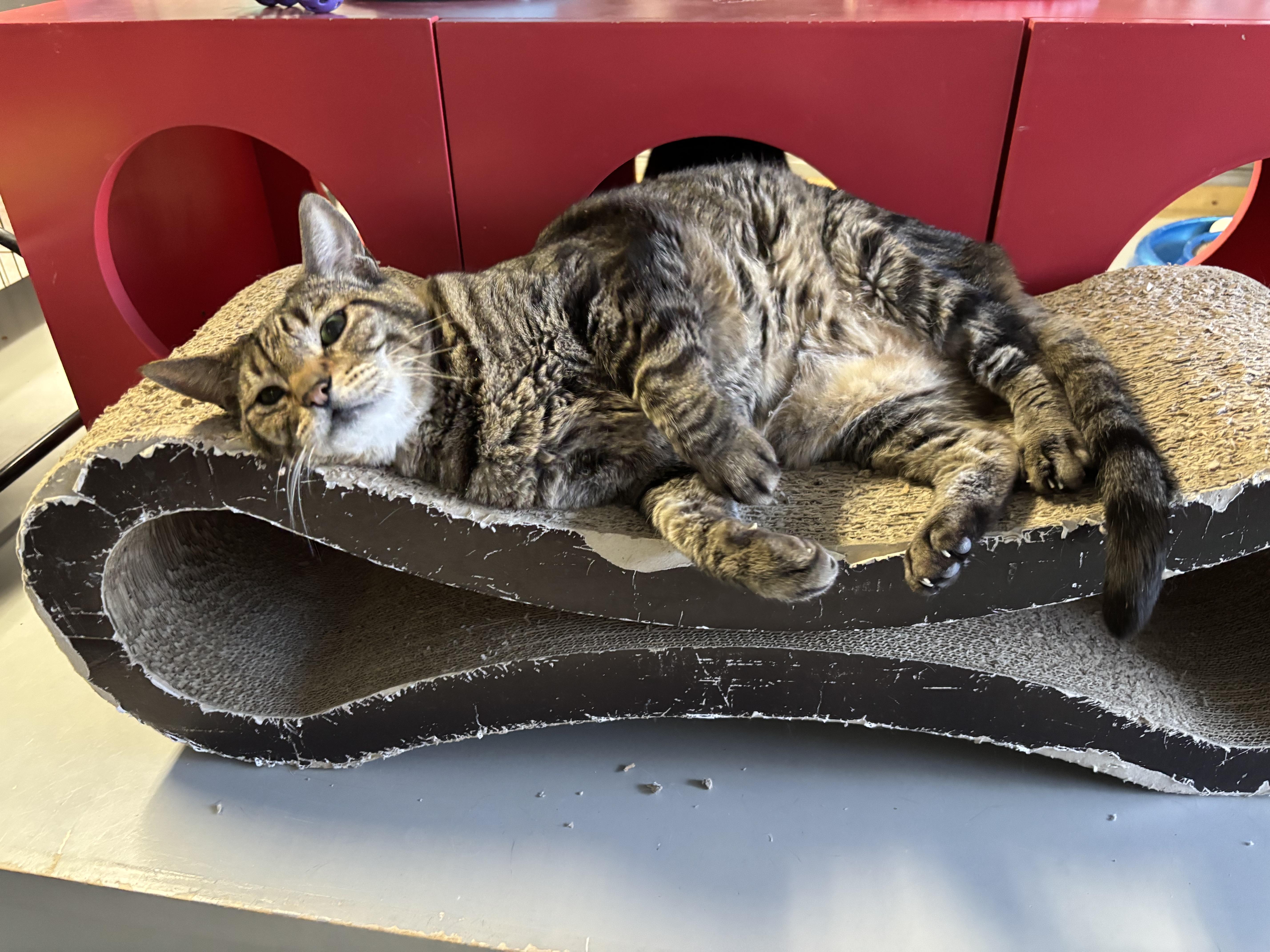 Enlarge Leon , an adoptable Tabby in Phoenix, AZ image 3/4