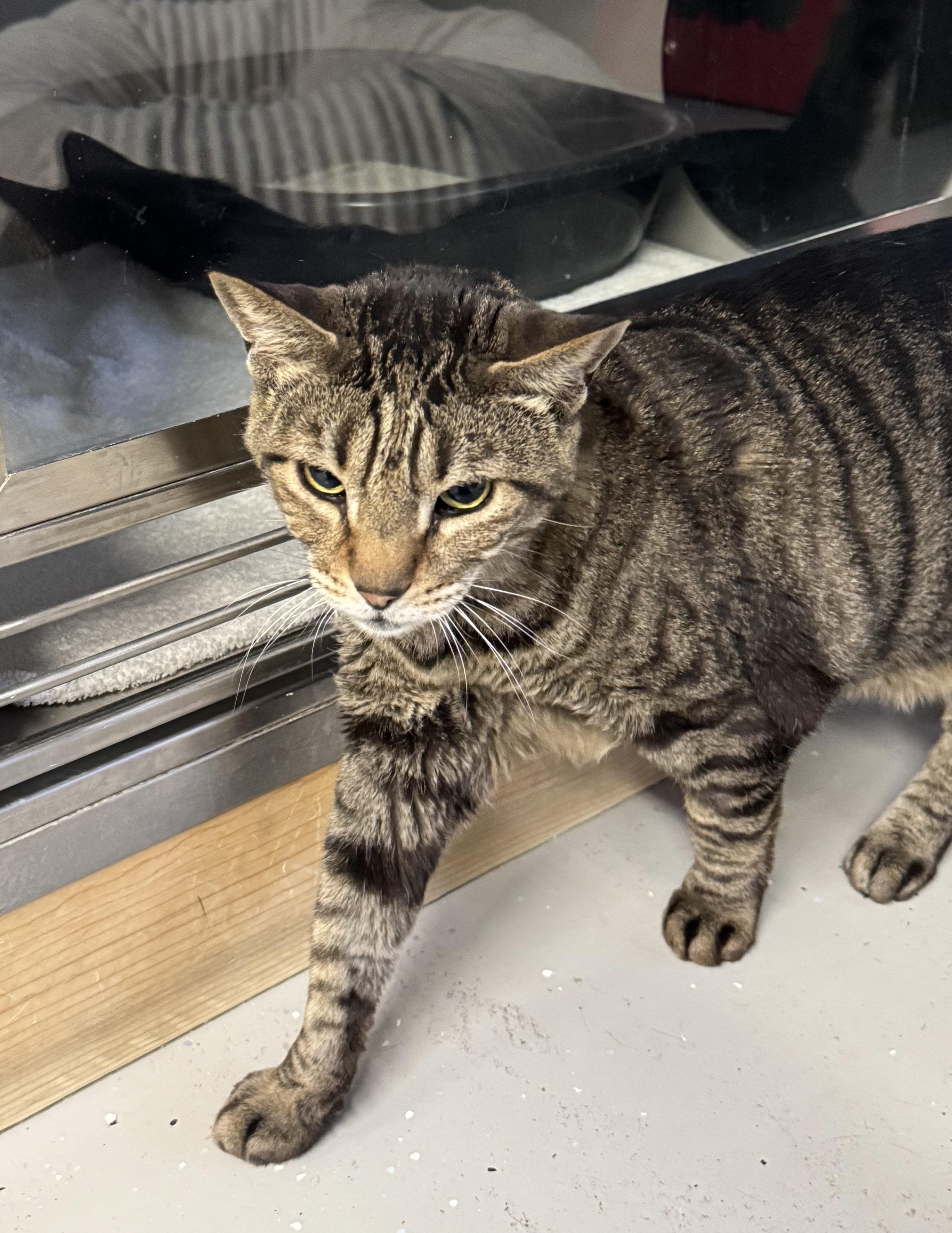 Enlarge Leon , an adoptable Tabby in Phoenix, AZ image 2/4