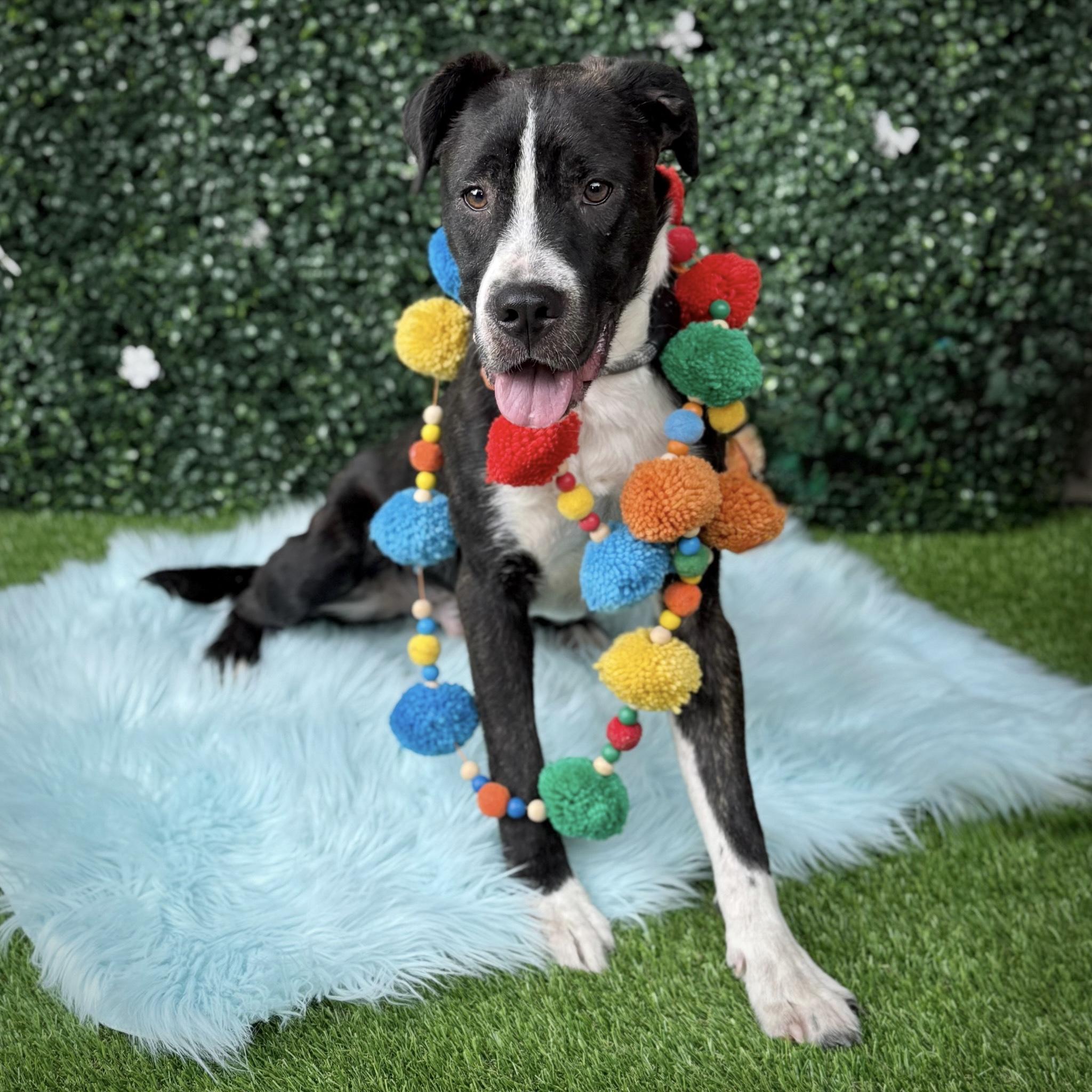 Trooper, a Adoptable mixed breed image 6/6