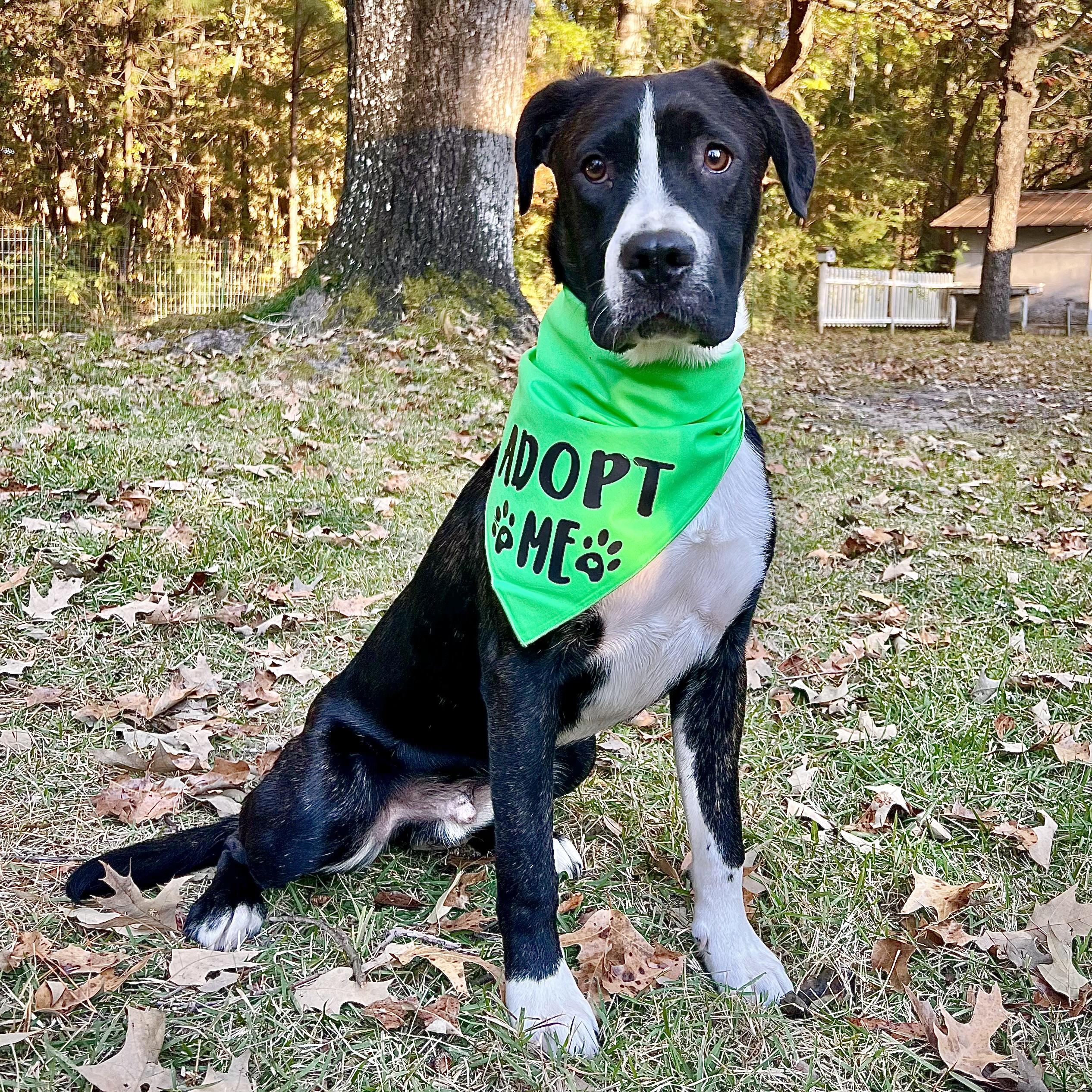 Trooper, Adoptable, Young Male Mixed Breed & American Staffordshire Terrier.