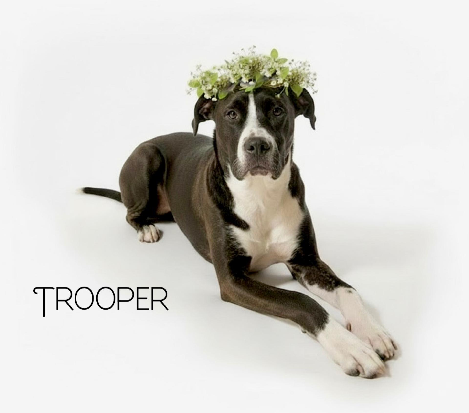 Enlarge Trooper, a Adoptable mixed breed in Ridgeland, SC image 1/5