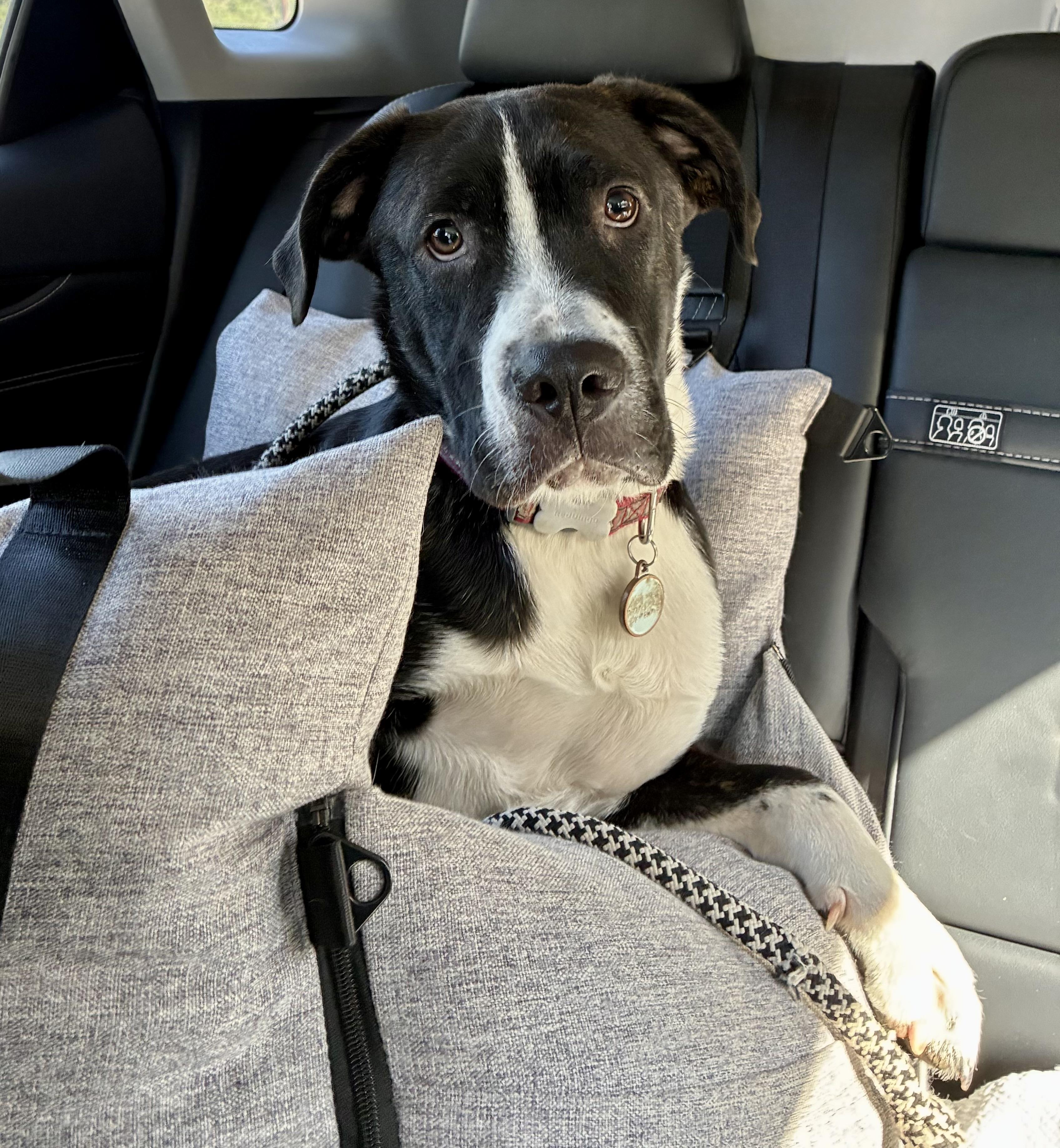 Trooper, a Adoptable mixed breed image 2/6