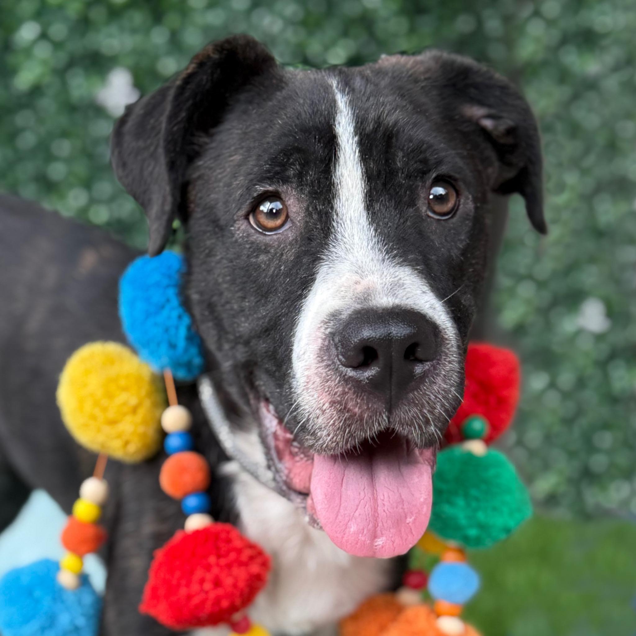 Trooper, a Adoptable mixed breed image 5/6