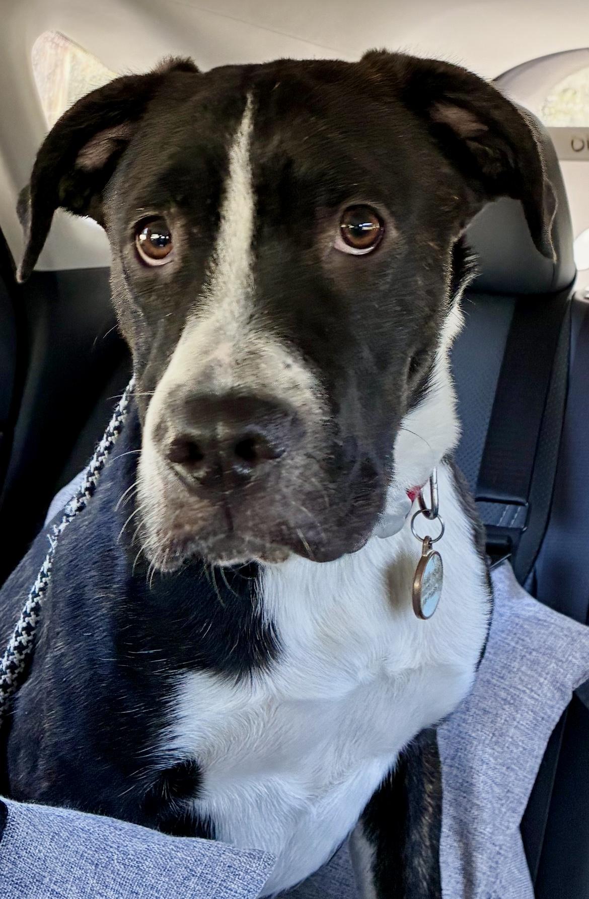 Trooper, a Adoptable mixed breed image 4/6