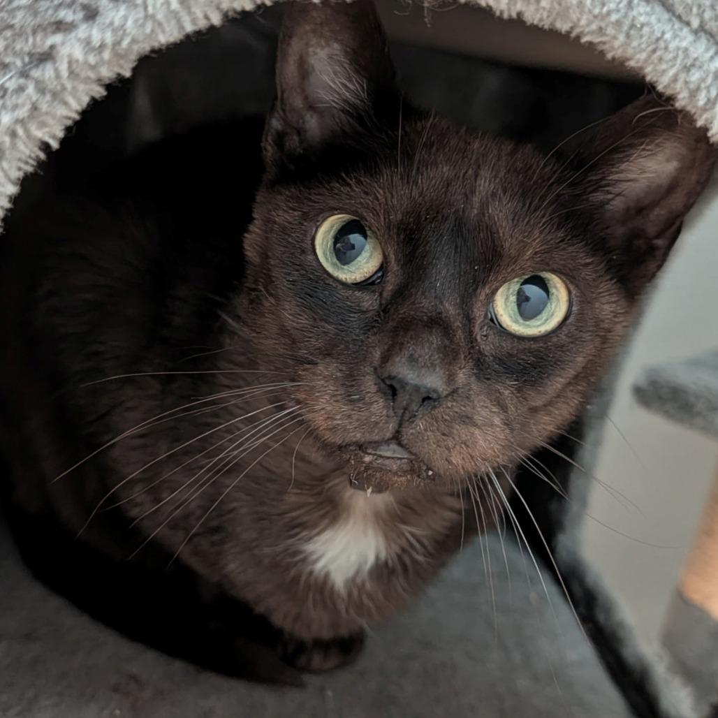 Jessie, Adoptable, Adult Female Burmese & Domestic Short Hair.