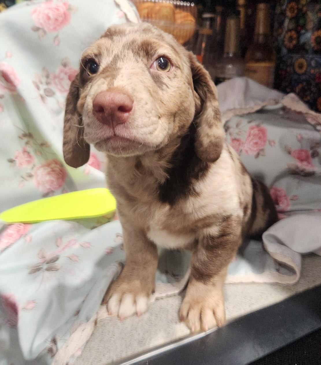 Polly Waffles, Adopted, Young Female Labrador Retriever & Australian Shepherd.