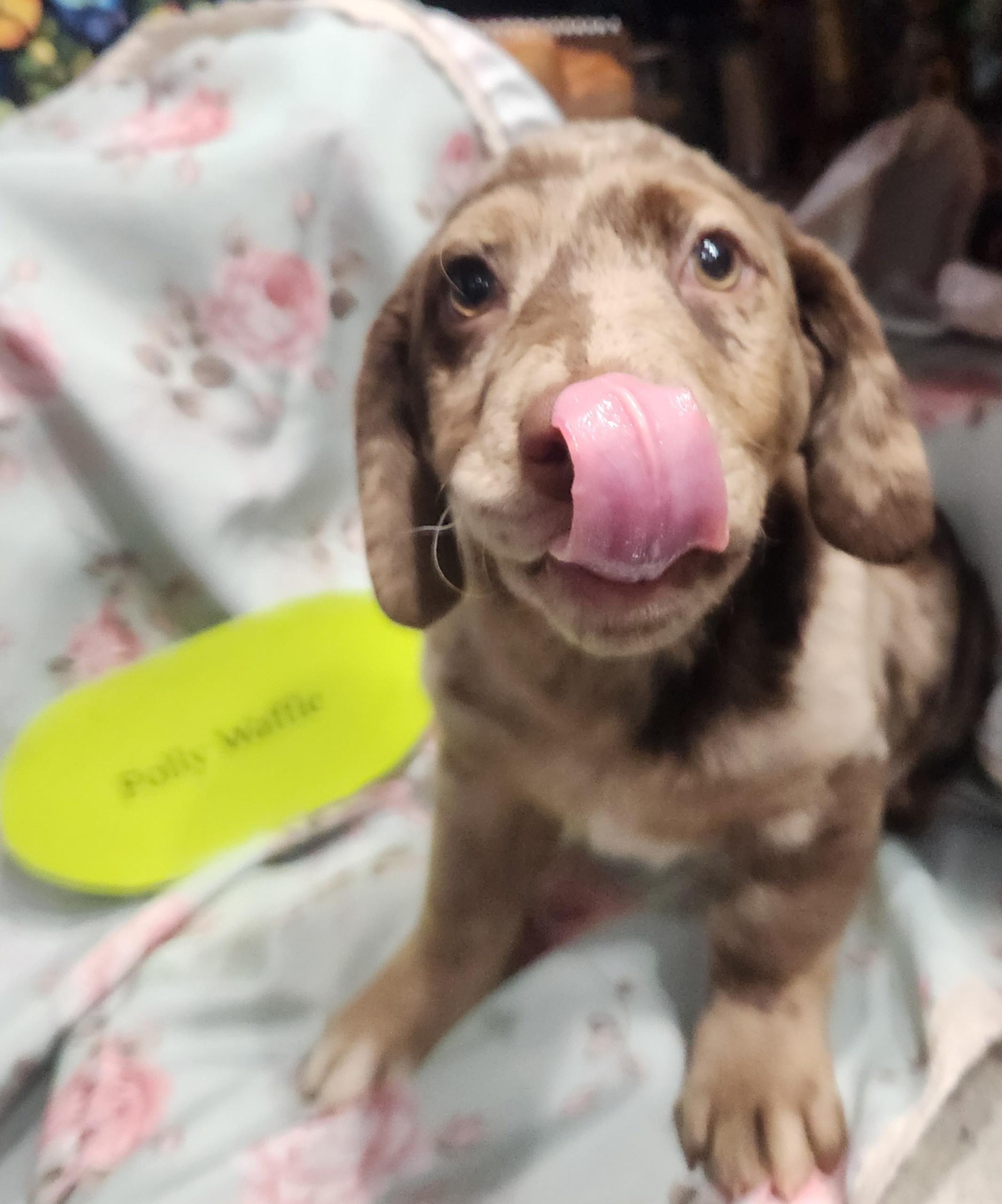 Enlarge Polly Waffles, a Adopted mixed breed in Knoxville, TN image 2/3