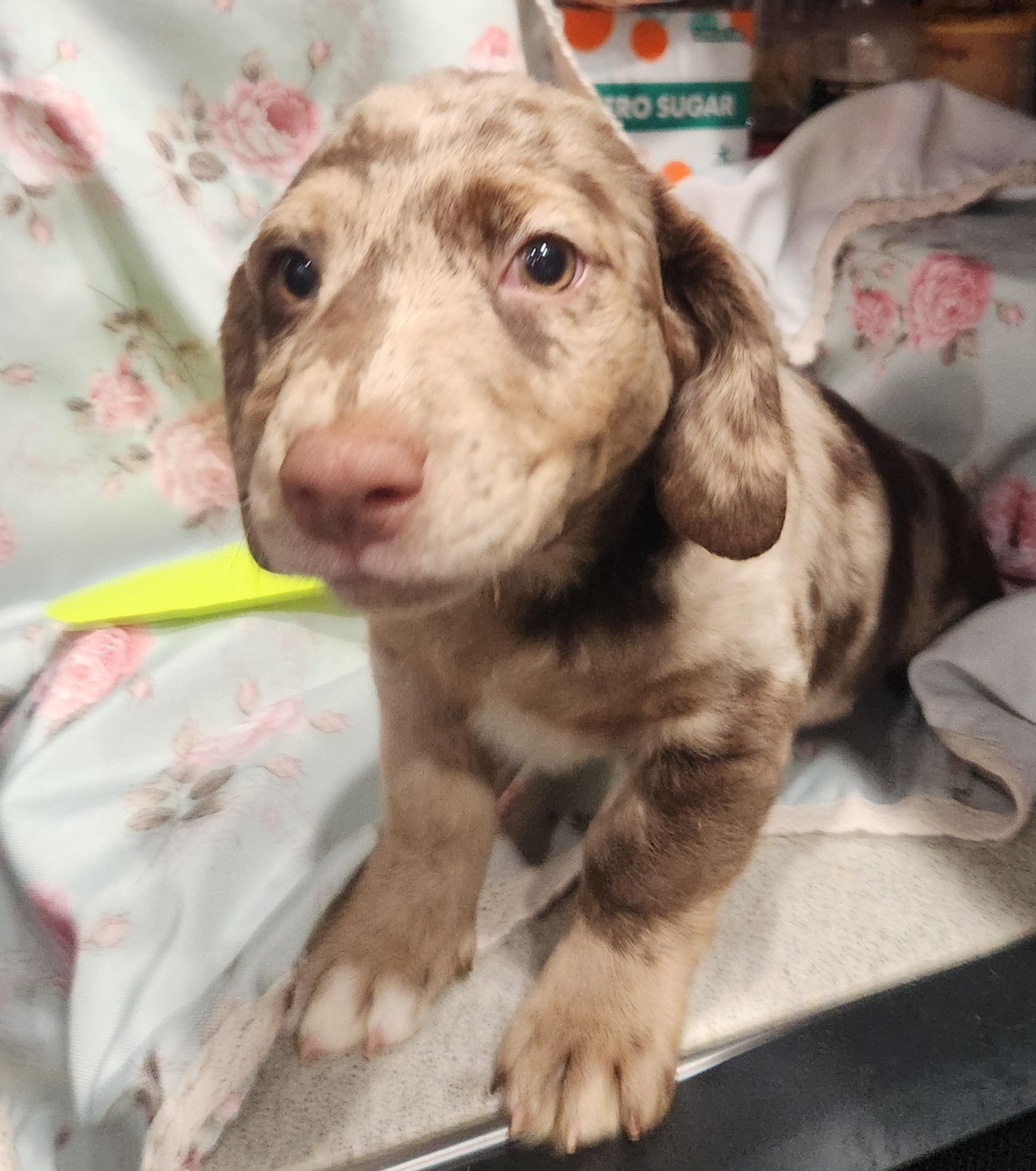 Enlarge Polly Waffles, a Adopted mixed breed in Knoxville, TN image 3/3