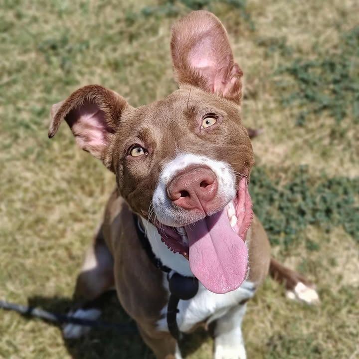 Aura, Adoptable, Young Female Pit Bull Terrier.