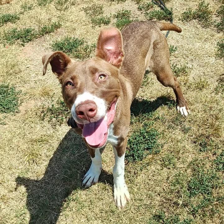 Enlarge Aura, a Adoptable Pit Bull Terrier in Springdale, AR image 2/6